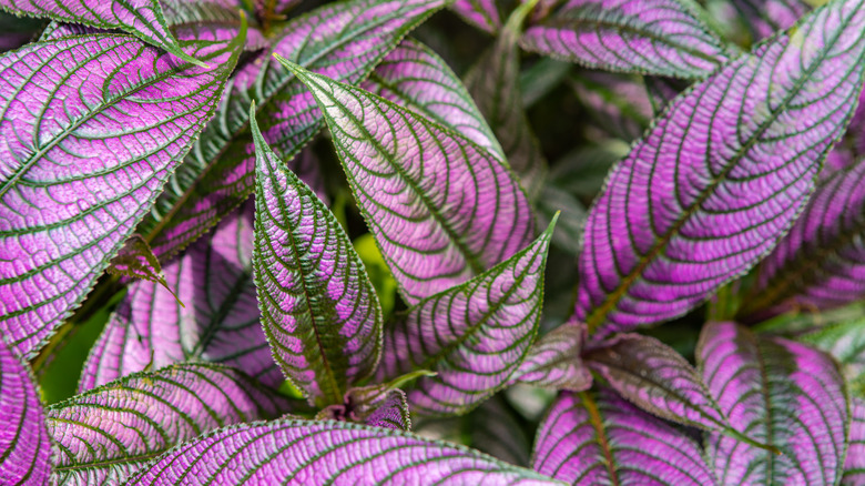Close-up of Persian shield leaves