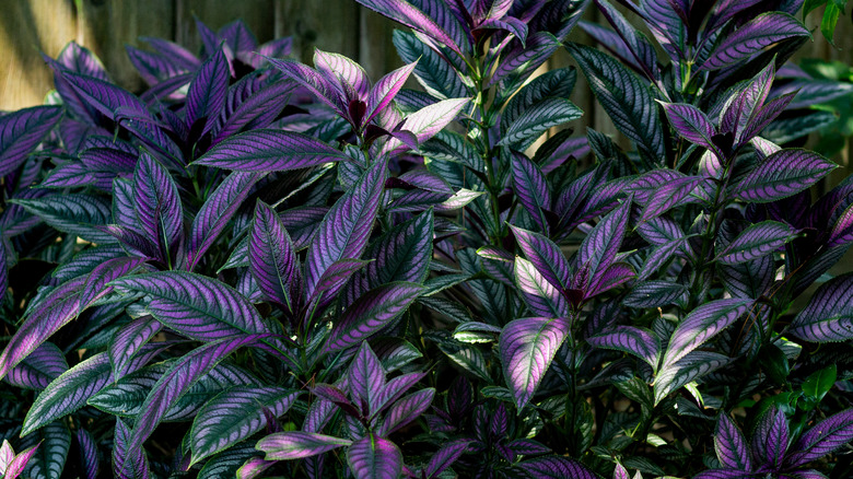 Persian shield growing in a garden