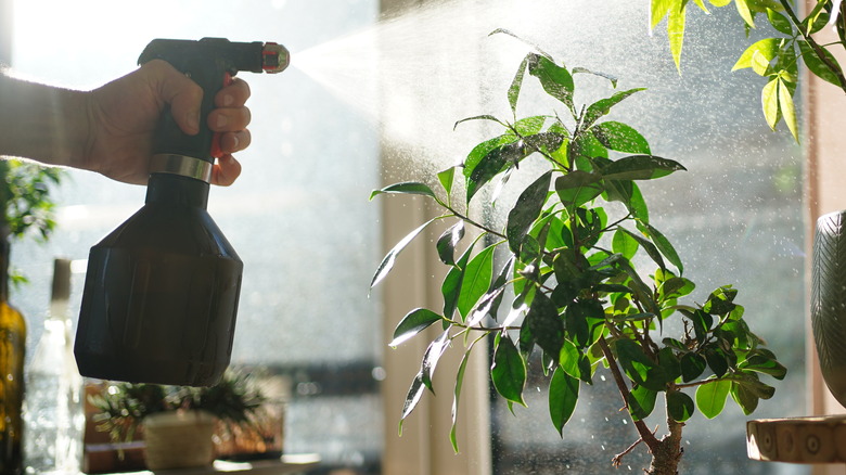 Spraying stink bug on plant