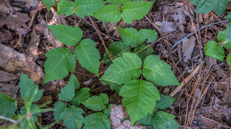 Clump of poison ivy leaves