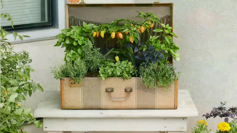 suitcase planter with herbs 