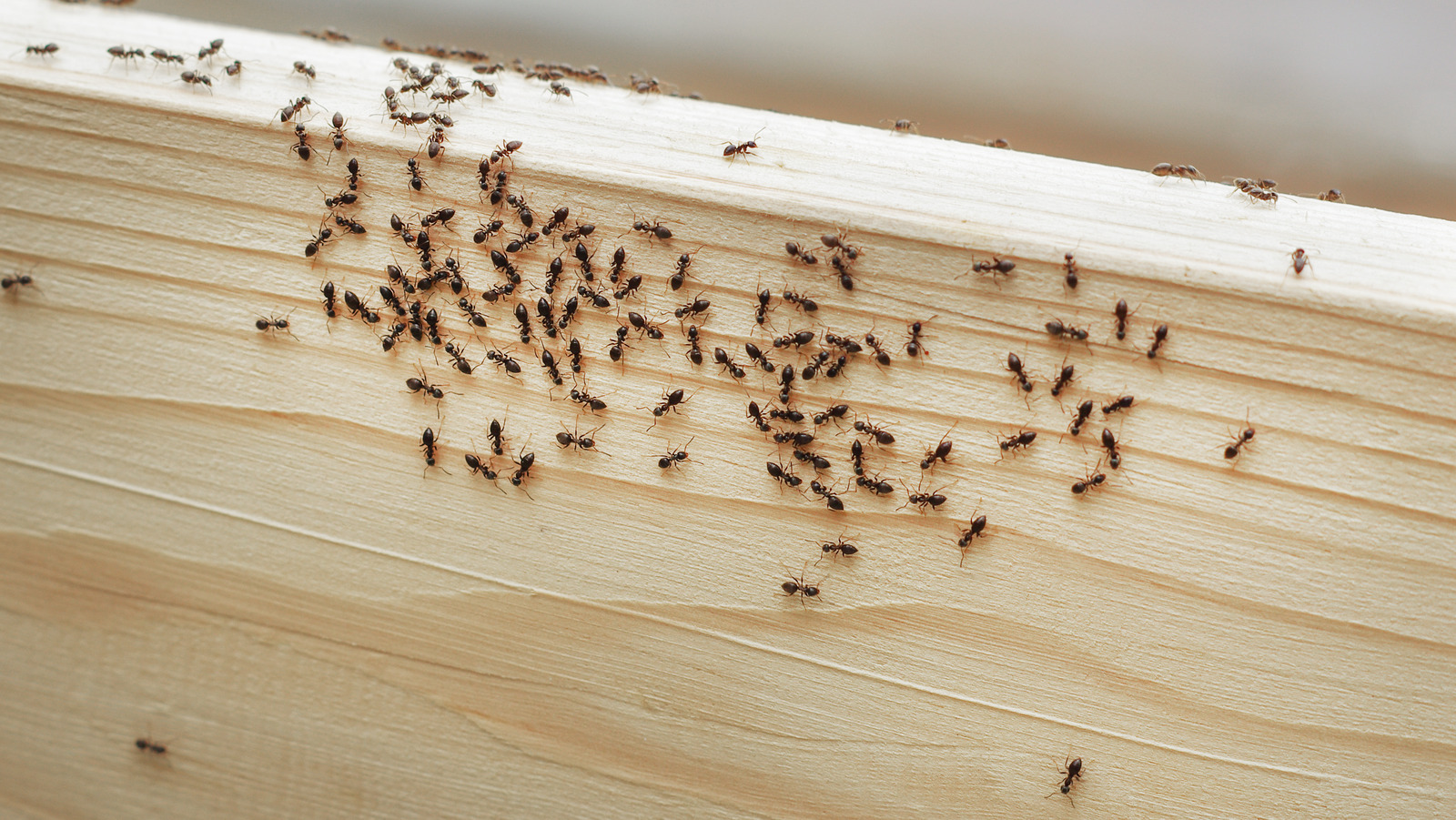 The Viral DIY Ant Deterrent That Will Keep Infestations At Bay   L Intro 1691672466 