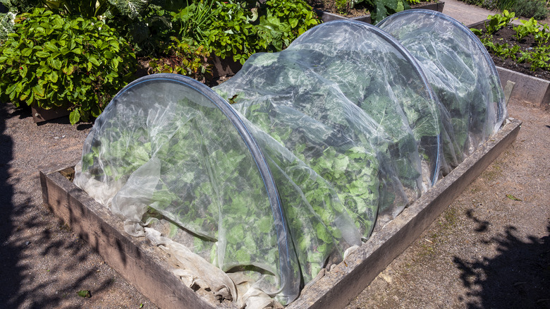 Raised garden covered by tulle