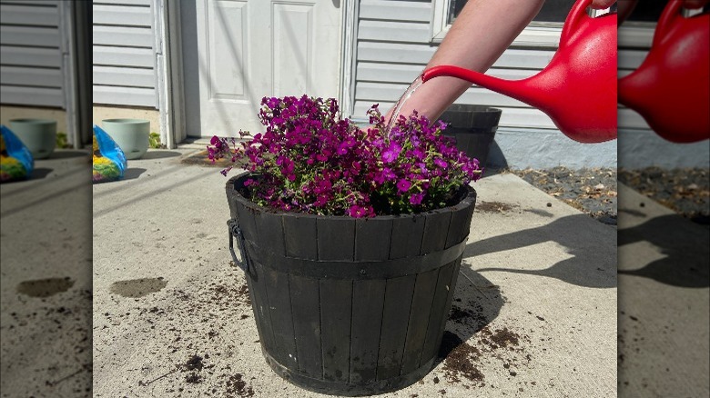 Watering flowers in large container 