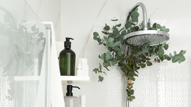 Eucalyptus bundle on shower head