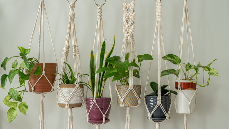 The Viral String Hack That Makes Hanging Plants A Breeze