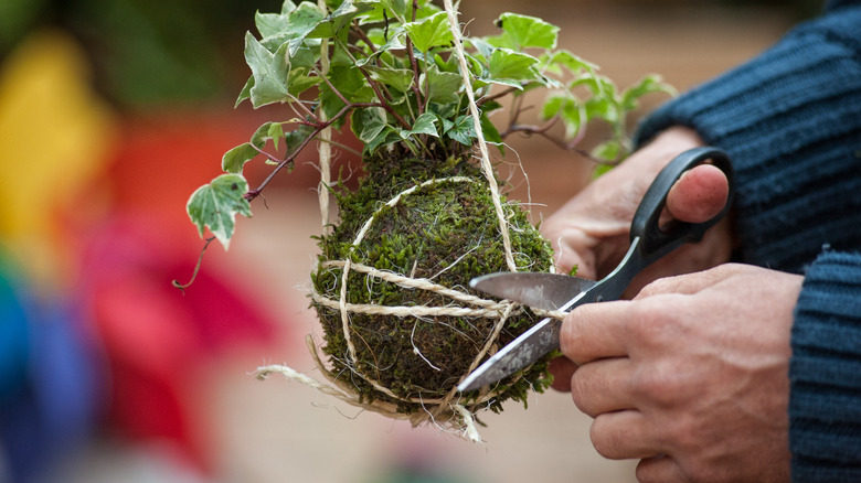 hanging plant