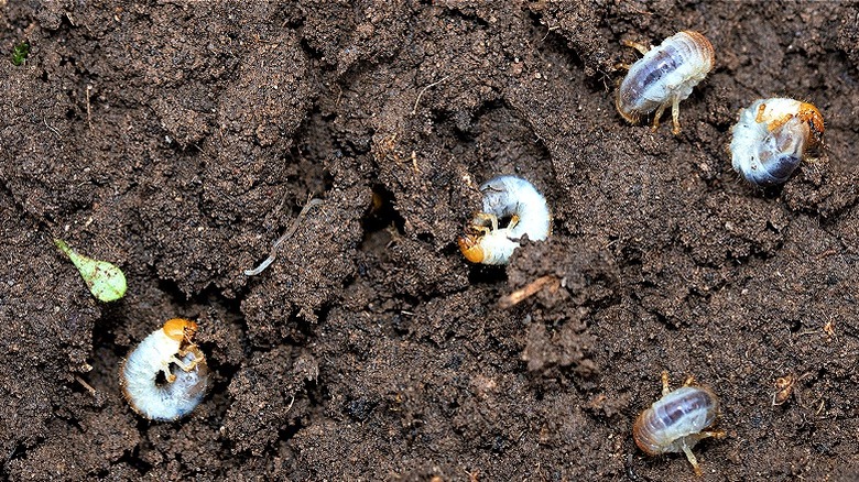 Five grubs in lawn dirt