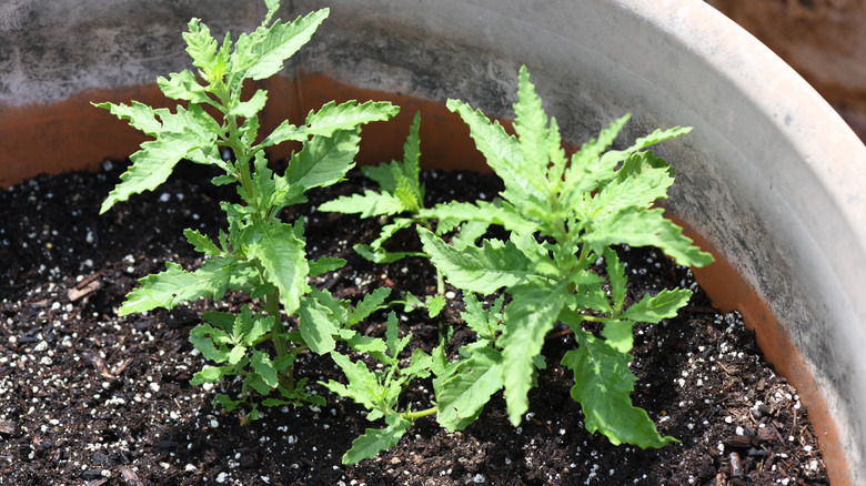 epazote herb in planter