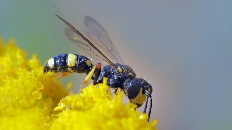 wasp on flower