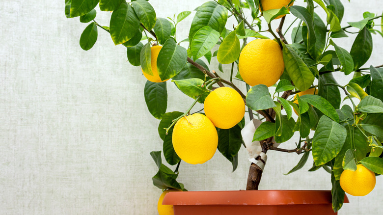 Indoor lemon tree in a pot.