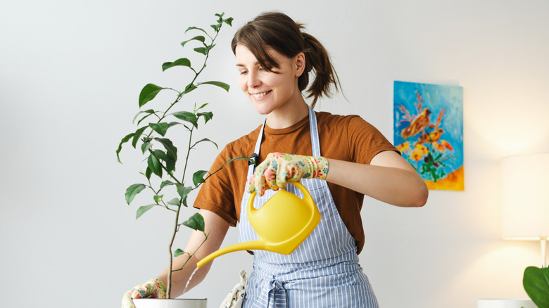 A woman watering her indoor lemon tree.