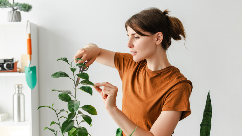 Woman pruning her indoor lemon tree.