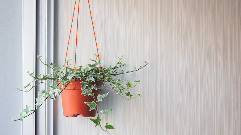 Hanging English ivy