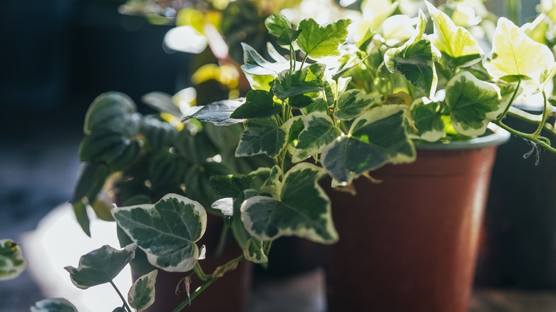 Potted English ivy plant