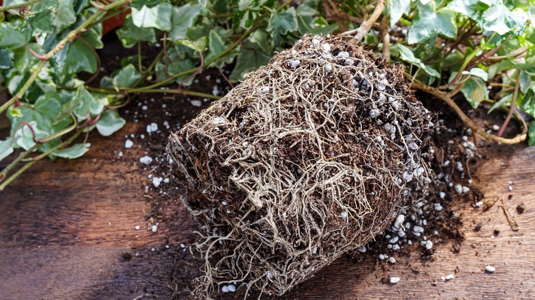 English ivy being repotted