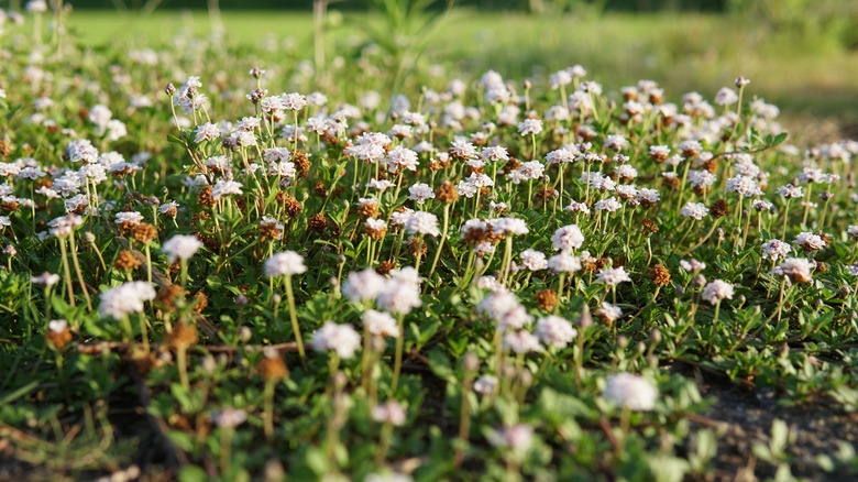 an eye-level view of kurapia ground cover with many brown flowers