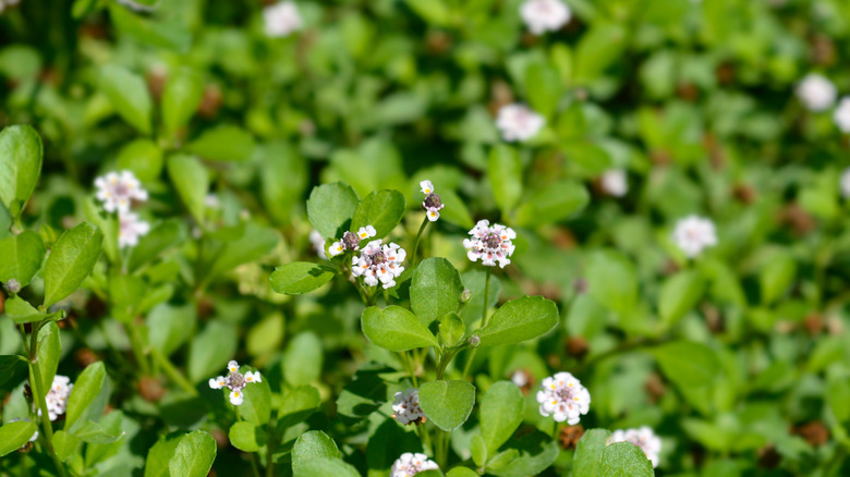 An eye-level view of healthy kurapia ground cover with white flowers