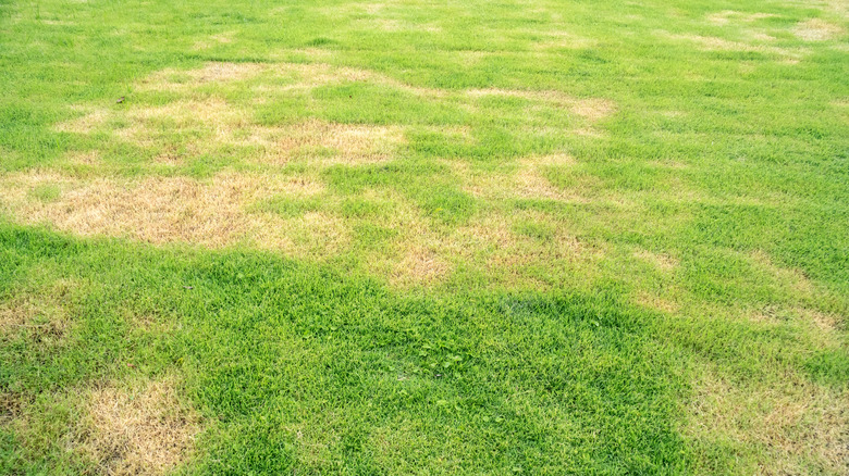 green grass with dry patches 