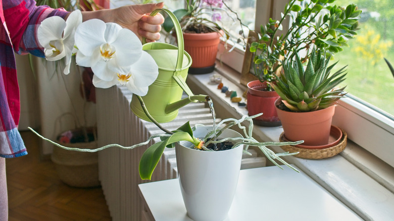 A person watering an orchid