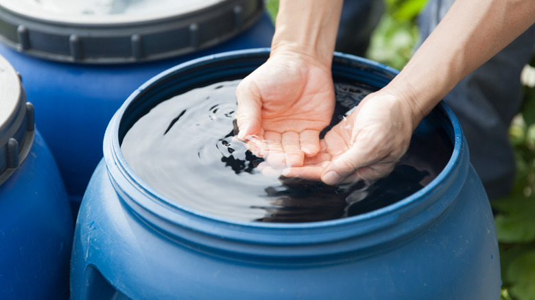 hands cupping collected rain water