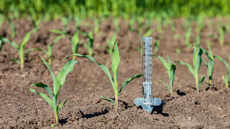 rain gauge in vegetable garden