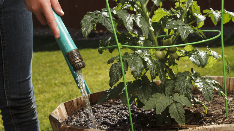 Person watering tomato plant with hose 
