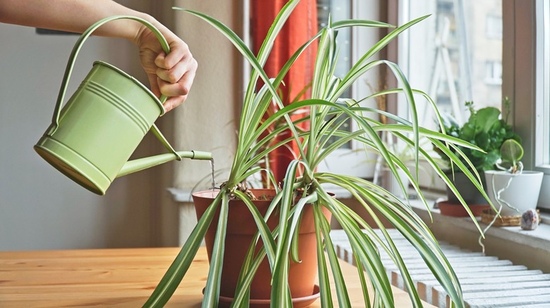 person watering potted spider plant