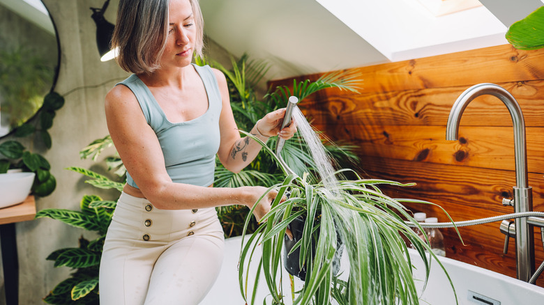 woman watering spider plant