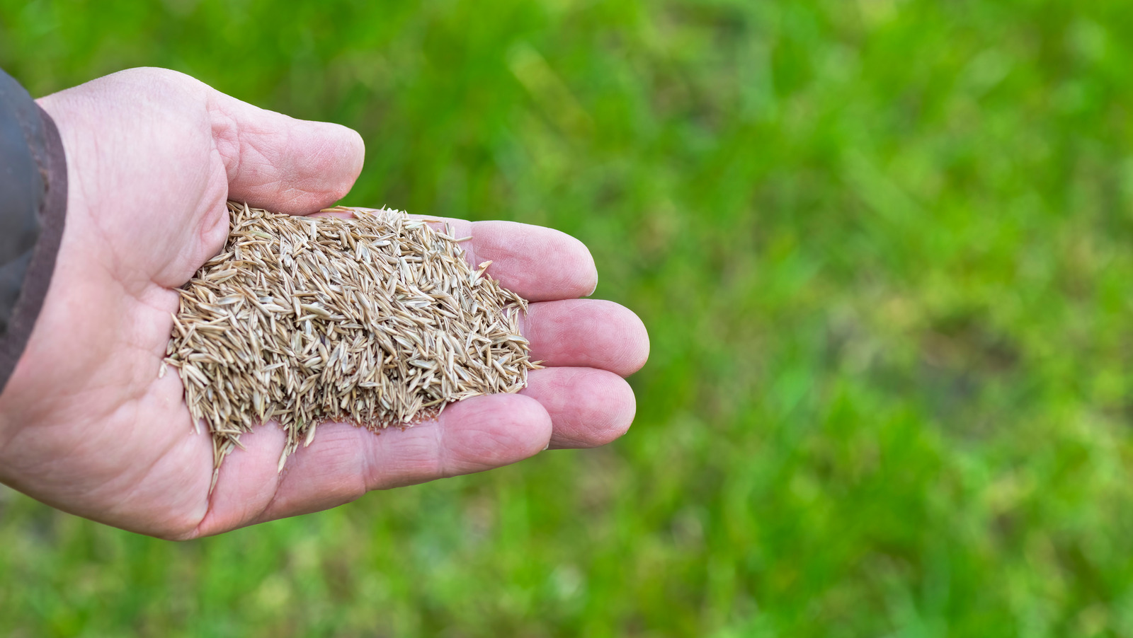 the-way-you-lay-grass-seed-may-make-your-lawn-patchy