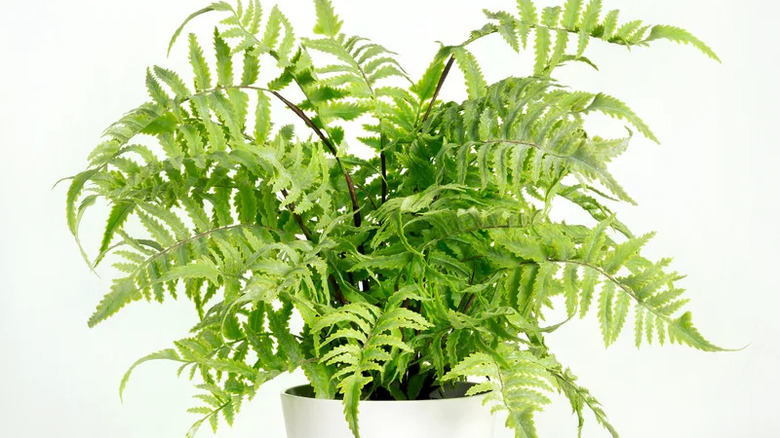 artificial fern in pot