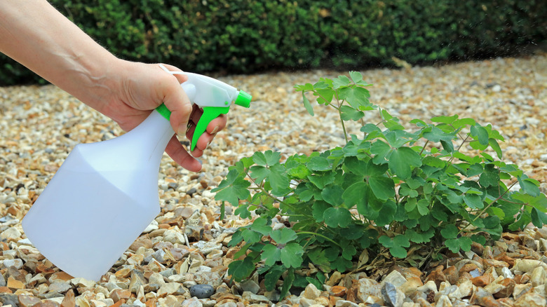 spraying weed in gravel driveway