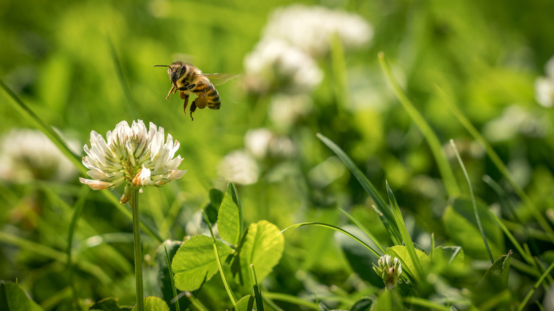 Bee flying near clover flower