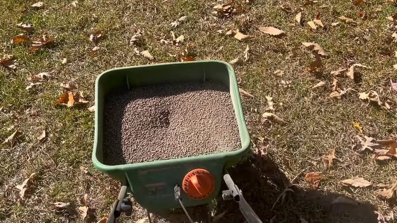 Clover seeds in a spreader