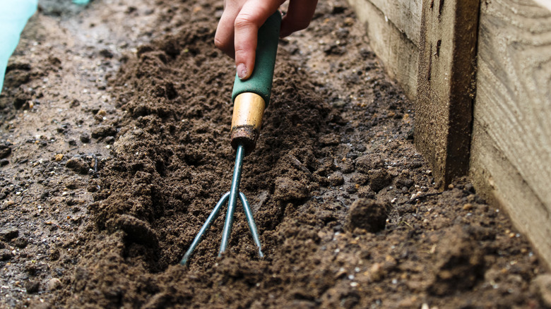 A gardener using a hand cultivator to prepare the soil for planting.