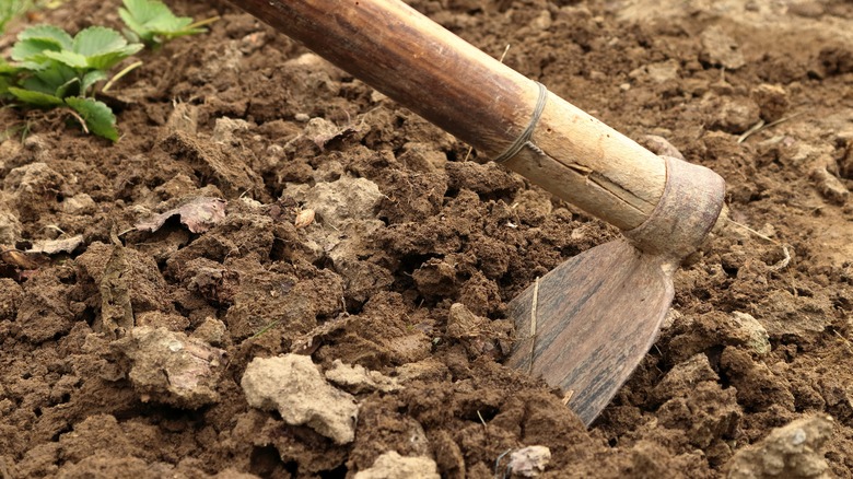 woman weeding with a hoe