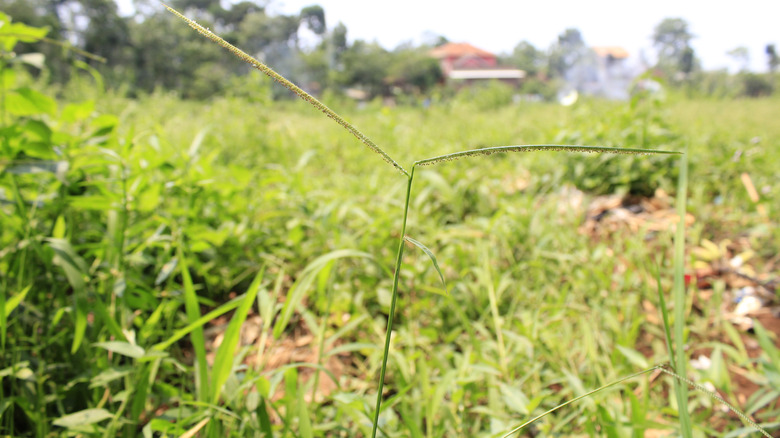 close-up of knotgrass