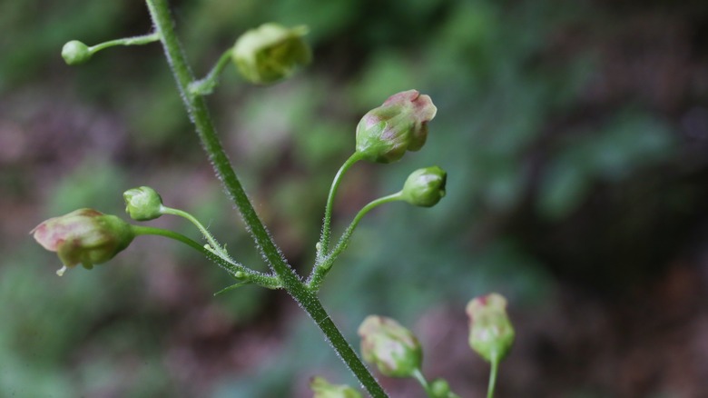 figwort plant