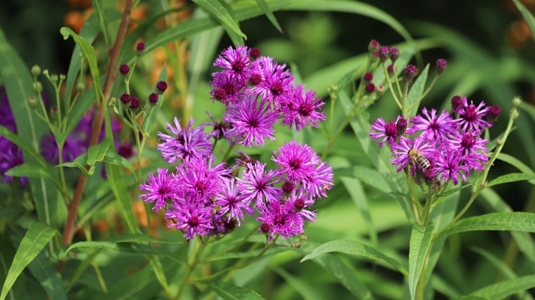 blooming ironweed flower