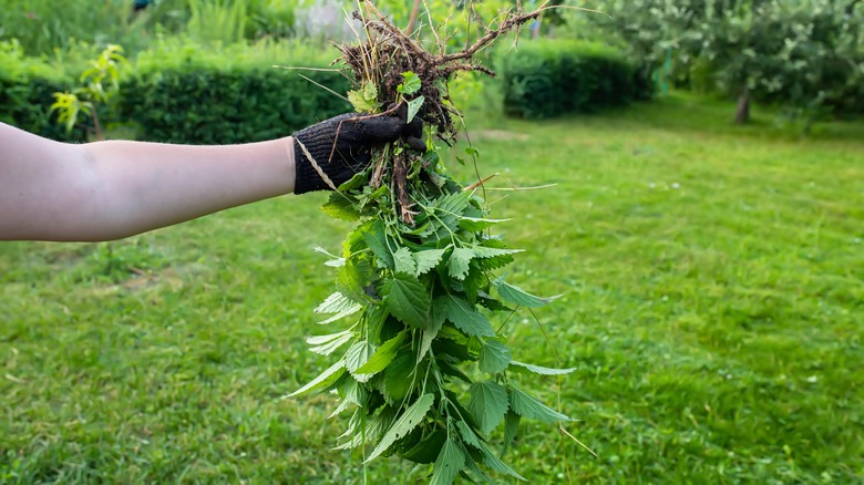 Gloved hand removing stinging nettle