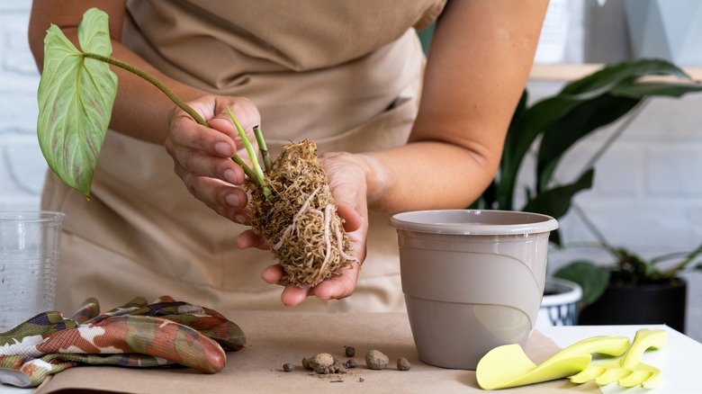 Hands repotting houseplant