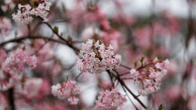 Viburnum 'Pink Dawn' with pink flowers