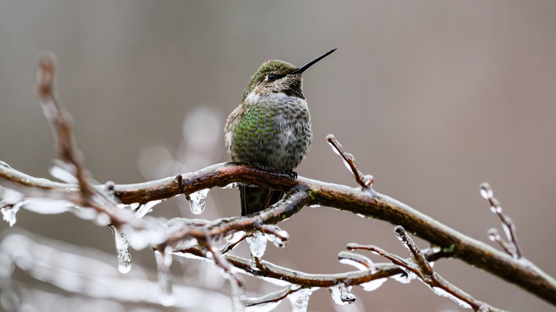 Hummingbird perched on an icy branch