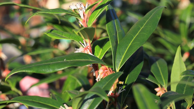 Dwarf sweetbox showing the glossy, leathery leaves and dainty white flowers hidden among the foliage