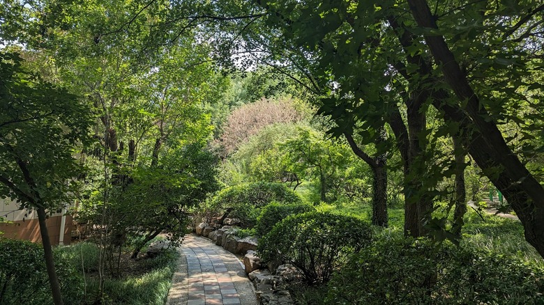 Shaded garden with trees, shrubs, ground covers, and a brick path