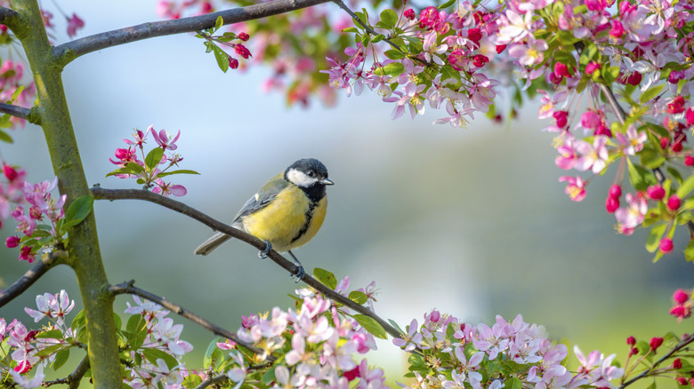 A bird sitting on a branch with pink flowers