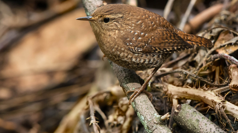 A wren perches on a branch in a brush pile.