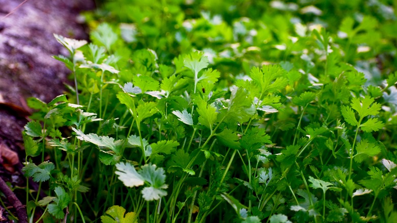 Cilantro in garden