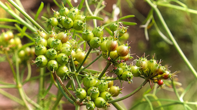 Cilantro bolting in garden