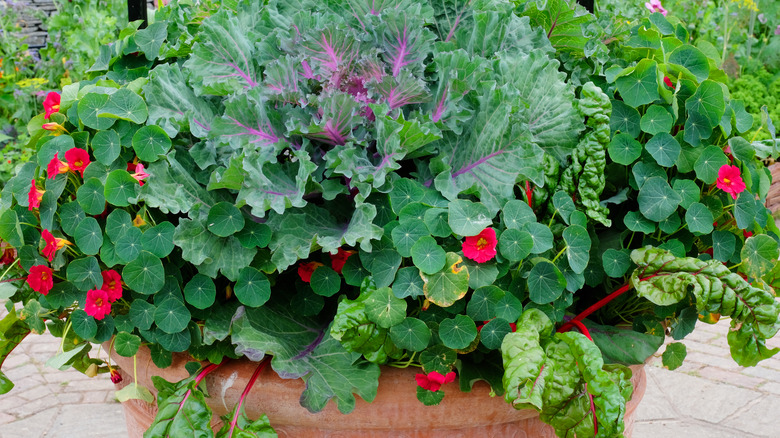 chard in pot